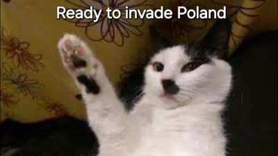 We have to stop this cat at all costs 