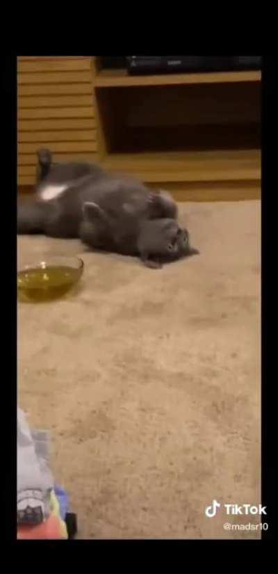 'Catnip tea' he really do be vibing tho