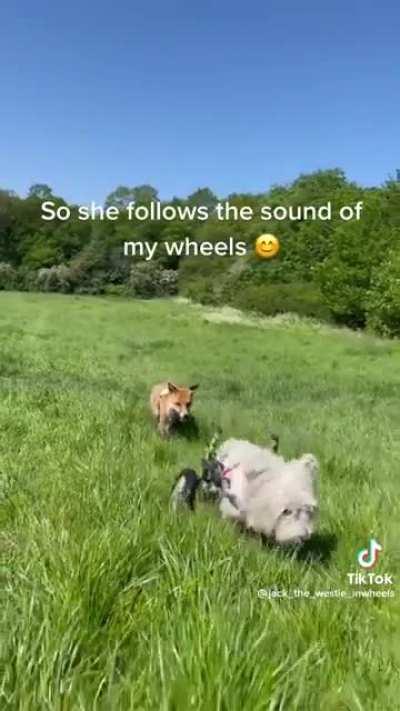 A westie in a wheelchair guides a blind rescue fox on their daily walks