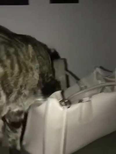 You didn't see anything...