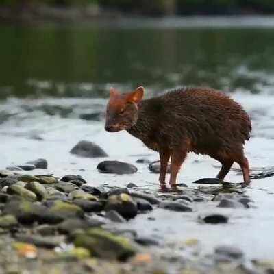 Aquí un pudú para que disfruten el día