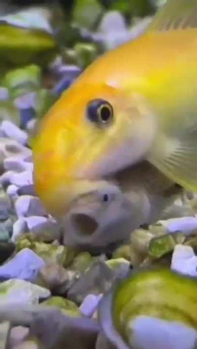 WTF is happening here