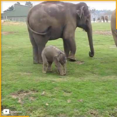 Cute baby elephant's first steps and steps on his trunk