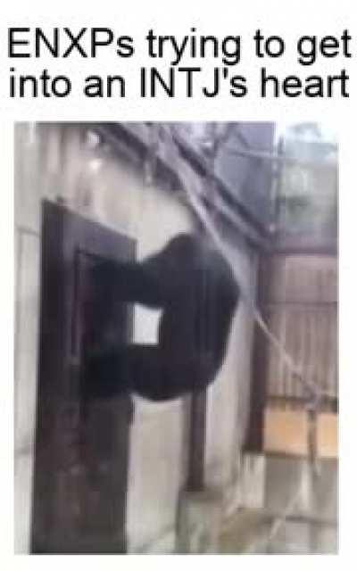 They can be a bit hard to get affection from