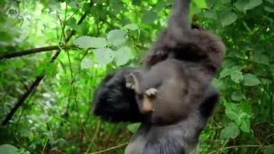 Gorilla dad, having to endure his son's antics