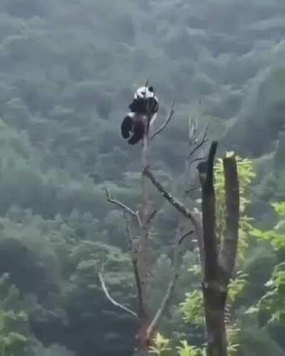 Somebody said Pandas endangered themselves and I'm starting to believe it..