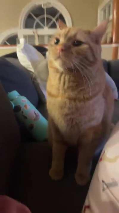 Can some cat expert please write a formal report on why he is like this