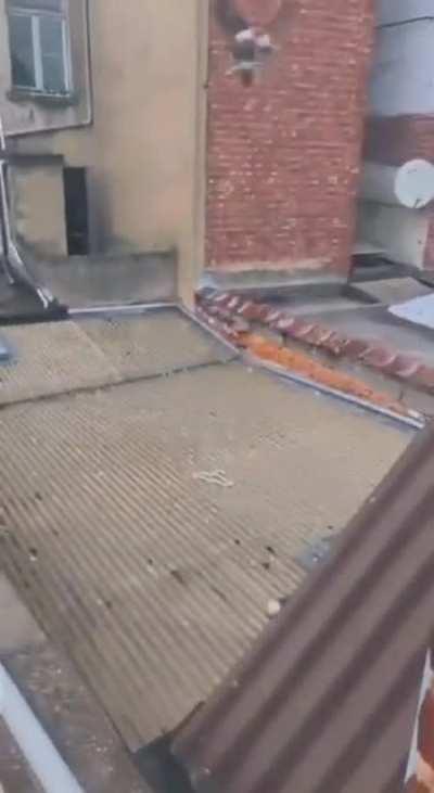 to set free the pigeon