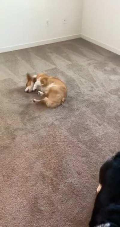 We just moved to a new house that has carpet… I think they’re happy