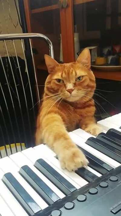 Cat musician