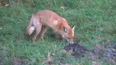 🔥 Red Fox catches a mole, but spits it out because they don't actually like to eat moles.