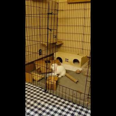 One of our buns farted earlier this day. We had never heard that before, so we tried to catch one on camera...