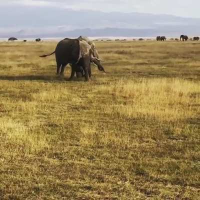 These juvenile males practiced fighting .