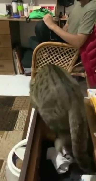 Don't mess with the poop box