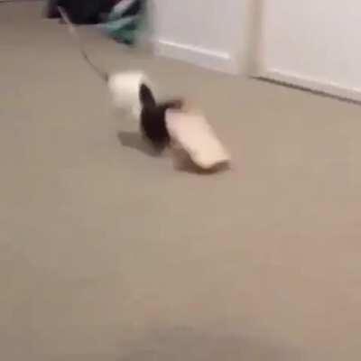 Rat celebrates stealing a slice of bread from his human a little too soon