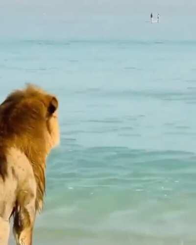 🔥 Lions at the sea