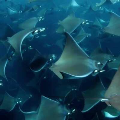 🔥 Mobula Ray migration in the Sea of Cortez