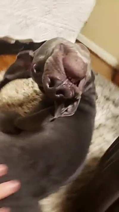 Our Rescue Opie keeping his eye on us by any means possible