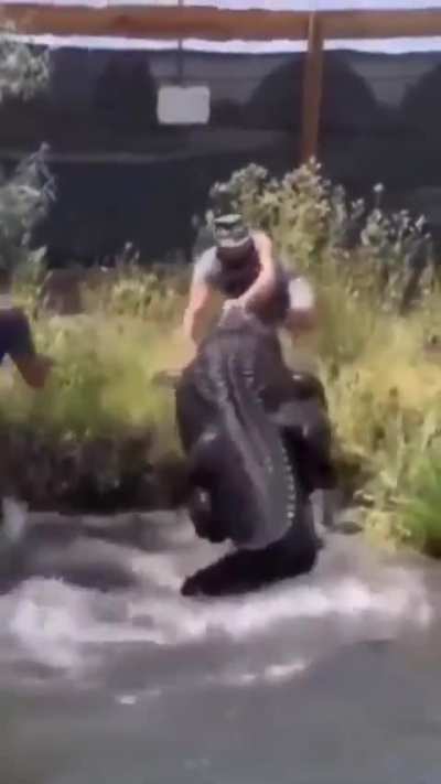 Too little meat. Need more.