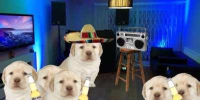 Le Mexican party has arrived