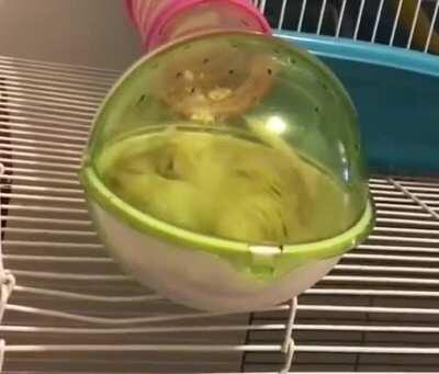 Notice if your gerbil digs or burrows in its cage.This is a good sign, as it means your gerbil feels comfortable in its cage. Burrowing, tunneling or digging are not signs of frustration or anxiety. In a gerbil, they are positive signs.