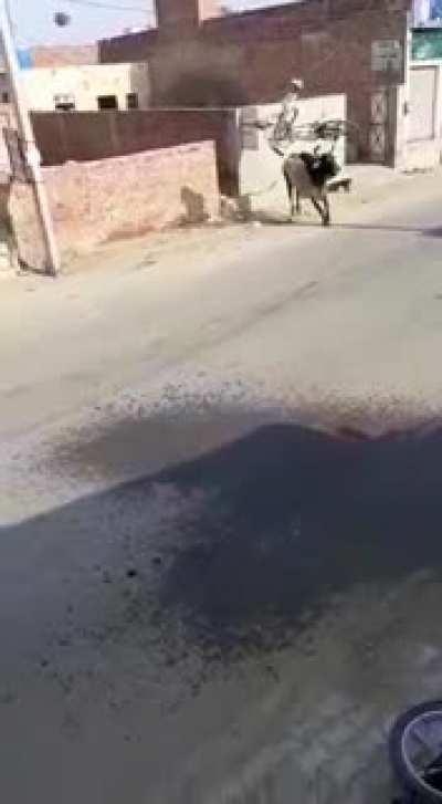 Tio do xande passo aperto