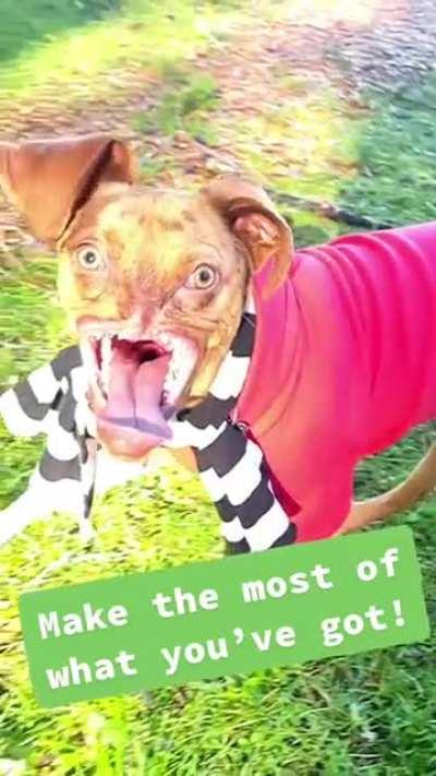 Dog with no nose. How does he smell? Terrible 😏