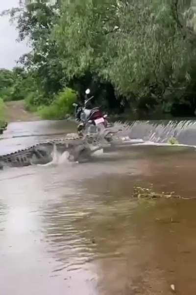 🔥giant saltwater croc moving upstream