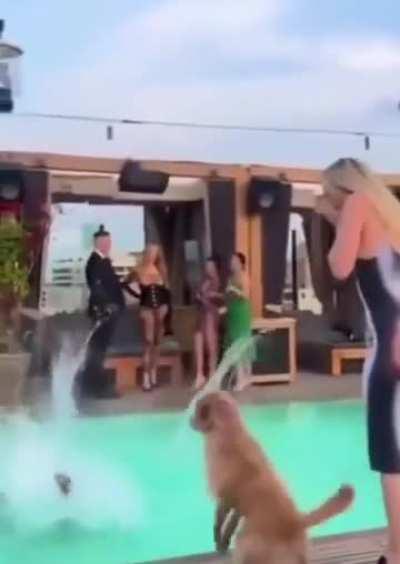 Dog hates the main character 