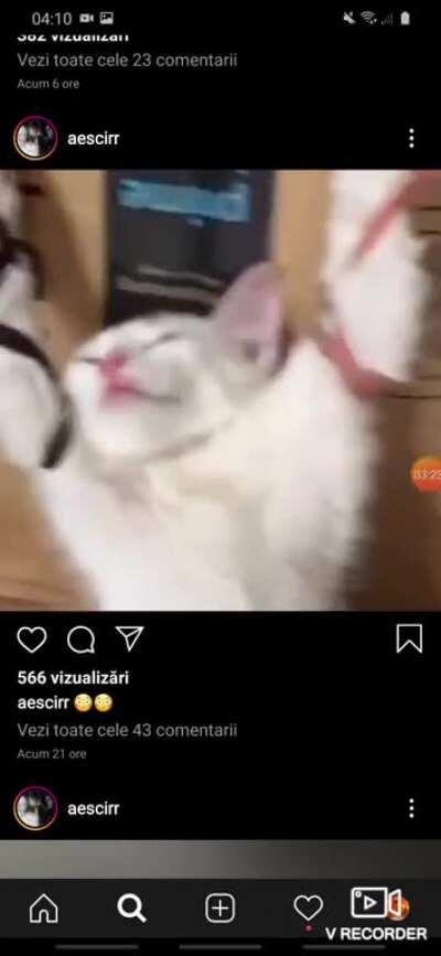 This bitch gets away with so much animal abuse(srry for the background noises it's me fucking crying al 4 am)