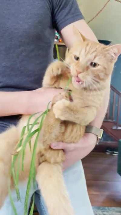 Angelo prefers his greens koala style