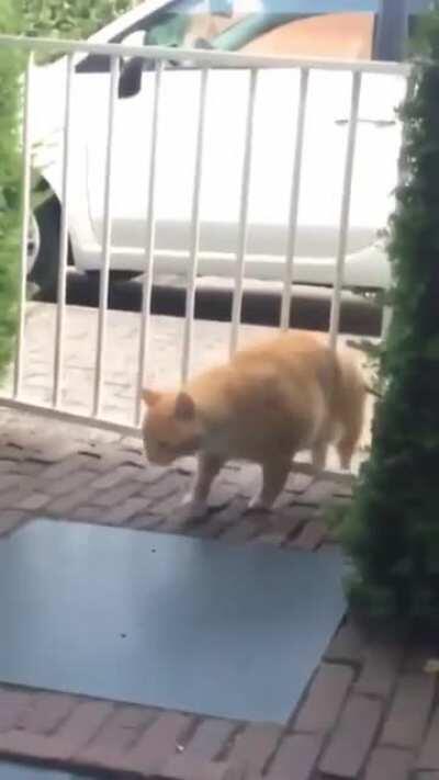 Look what the cat dragged in