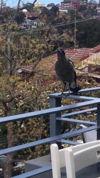 My neighbour is such a show-off