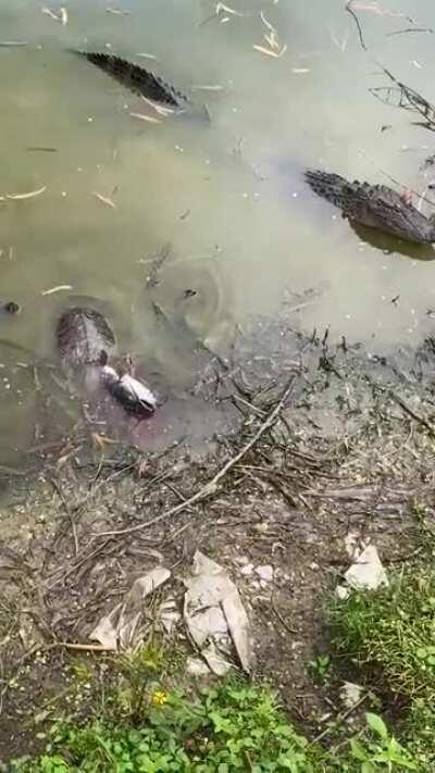 Turtle took it to the hospital (copied from one of the comments)