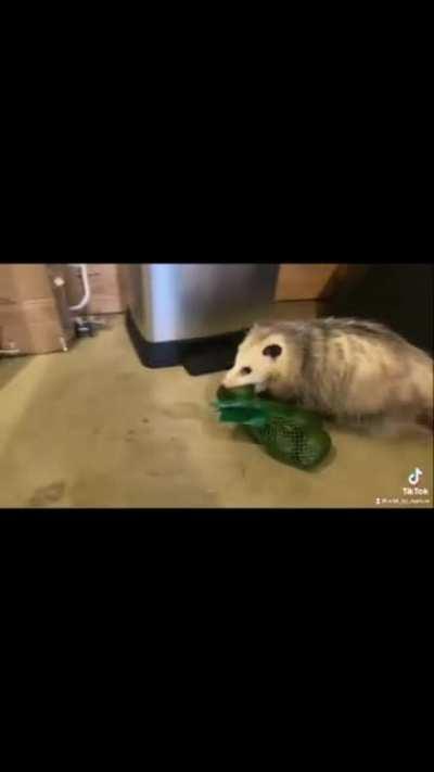 This chunky old lady patient has had enough of the diet she was put on by her caretaker at Wild By Nurture and is taking matters into her own mouth