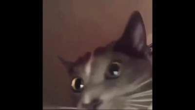 My world has a place where you are judged by a cat with funky music before you're born and after your death