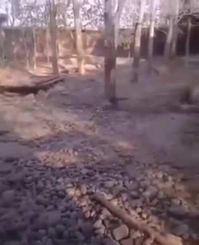 Two tigers,...Eh, Bring it on