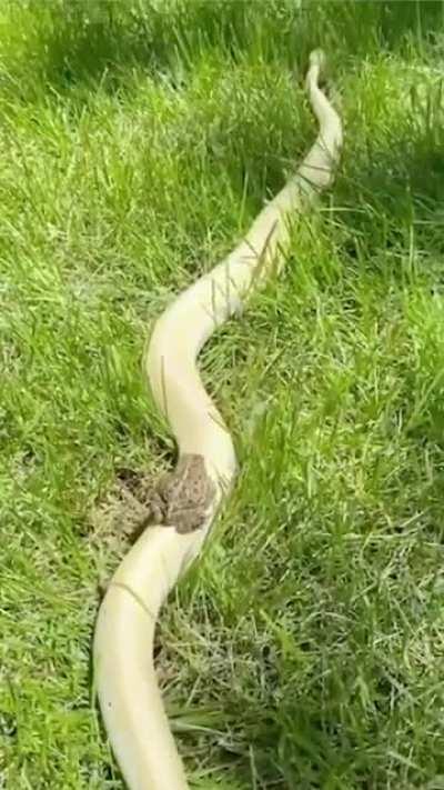 All aboard the Snake train..