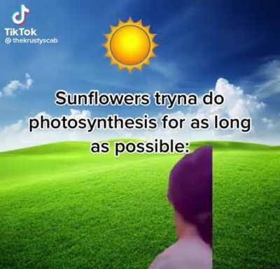 Sunflowers are so smart