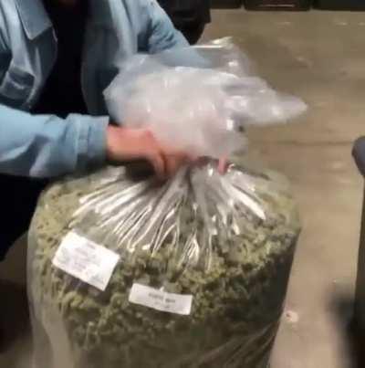 Let’s have a pissing contest and talk about what’s the most Cannabis you’ve ever seen? or (Any cool cannabis related story)