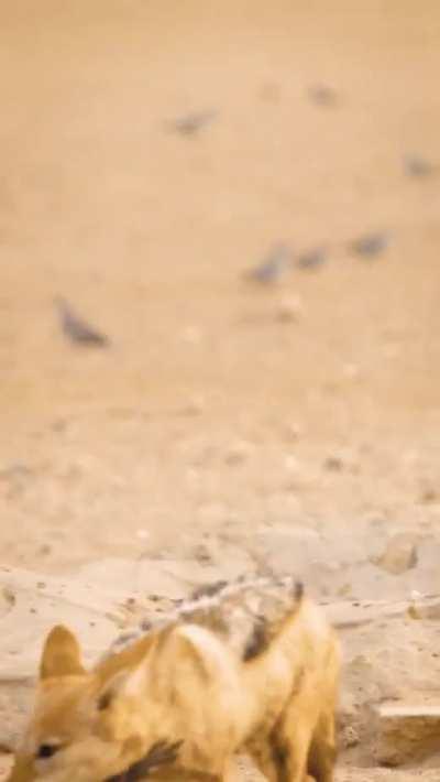 Wild Dogo Catches A Snack