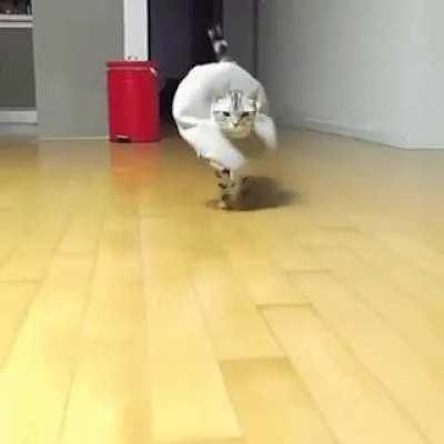 Высокая мода от кошки