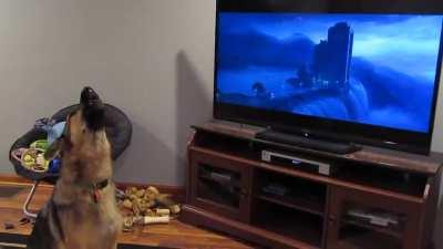 German shepherd howling with wolves from movie