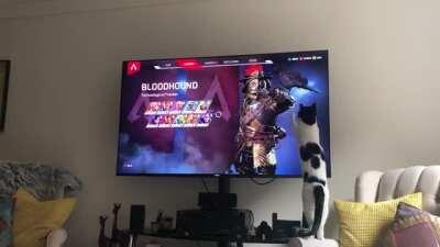 In these trying times, a wholesome video of my cat trying to play with Bloodhound’s raven