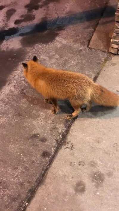 Prosthetics are pretty good these days so I definitely contemplated which hand I wanted to sacrifice for a pet 🦊