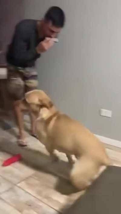 Dog doing a little jig.