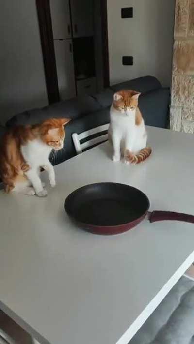 Cats are playing with the pan