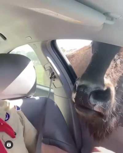 This guy trying to feed a deer