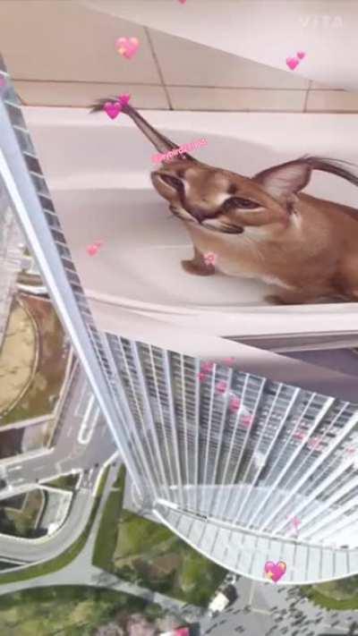 Broadcast the funny cat