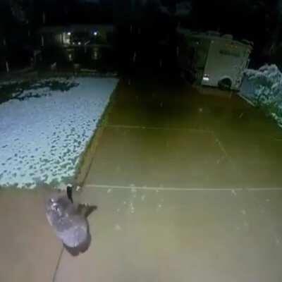🔥 Baby bear catching snowflakes
